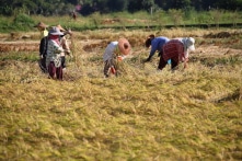 Trung Quốc: Thương chiến kéo dài dẫn đến nguy cơ khủng hoảng lương thực